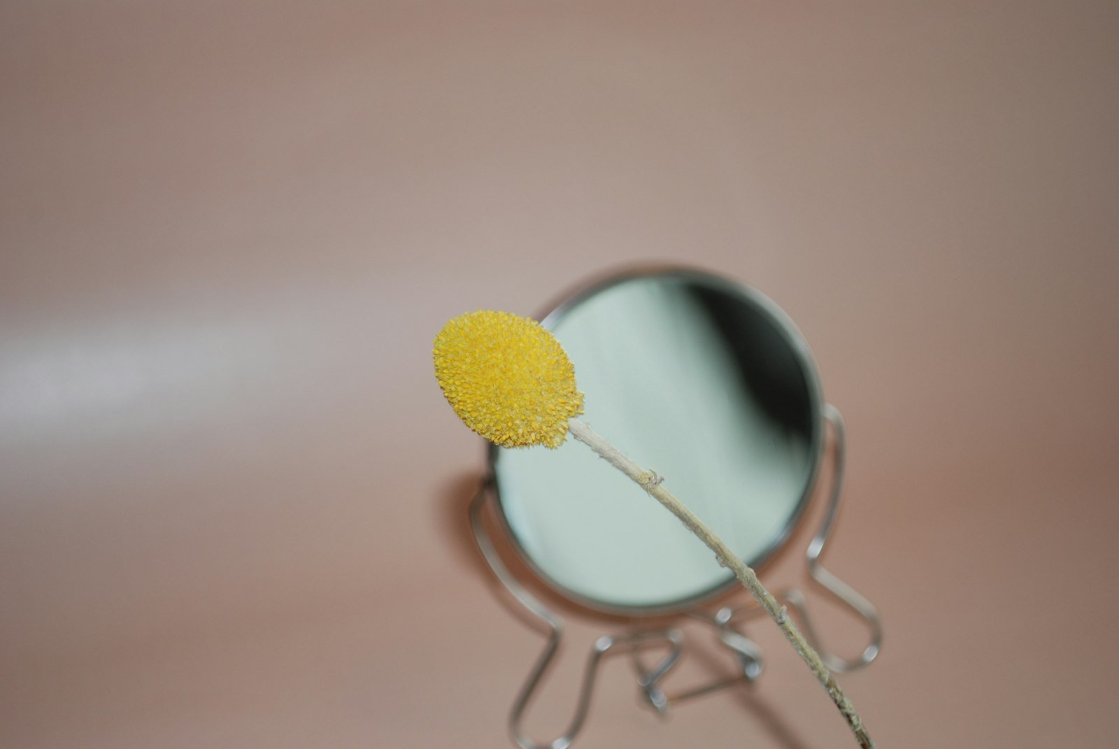 Flor amarilla reflejada en un pequeño espejo redondo sobre fondo rosa